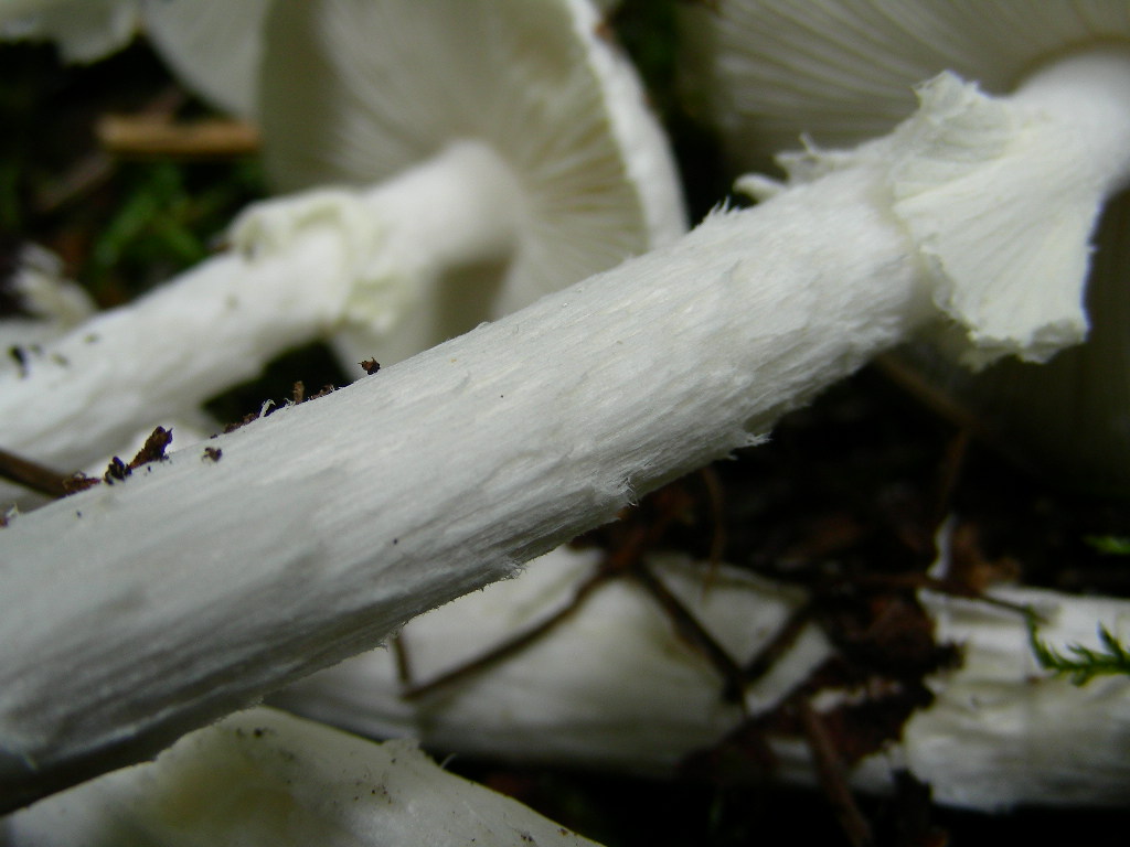 Amanita virosa (Lamark) Bertillon